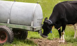 Czarna krowa z białą łatką na nodze pije wodę z metalowego koryta przyczepionego do przyczepy. Widać, ile krowa pije wody.