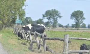 Krowy pasące się za drewnianym płotem, w tle znak drogowy.