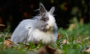 Puszysty królik w trawie, zastanawiający się, czy króliki mogą jeść chleb.