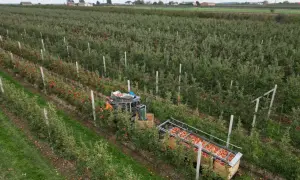 Zbiory jabłek w największych sadach jabłek w Polsce. Maszyna zbiera owoce do drewnianych skrzyń.