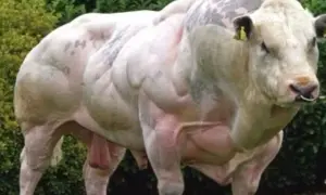 Imponujący belgian blue byk o niezwykle rozwiniętej muskulaturze, stojący na tle zieleni.