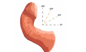 Anatomical illustration showing the penis knura with angles indicating curvature: 0°, 30°, 60°, 90°.