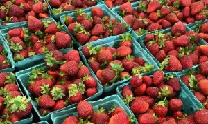 Mnóstwo soczystych truskawek w niebieskich łubiankach. To idealny czas na sezon truskawkowy, pełen słodkich owoców.