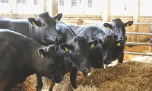 Kilka czarnych krów w oborze, stojących na słomie.