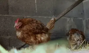 Brązowa kura z czerwonym grzebieniem czeka na karmienie kur. W tle druga kura w słomie.