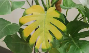 Monstera z żółknącymi liśćmi. Dowiedz się, jak uratować monsterę, gdy jej liście tracą zieleń.