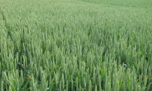 Zielone łany pszenicy zapowiadają obfite zbiory, kluczowe dla produkcji zbóż w Polsce.