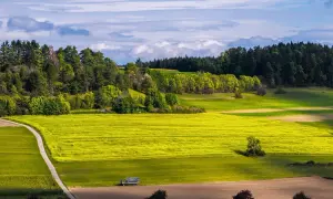 Piękne pole rzepaku, zielone łąki i las. Wyobraź sobie, jak posadzić las na polu, tworząc zieloną oazę.