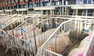Świnie w boksach, gotowe do inseminacji świń. W tle widać system karmienia.