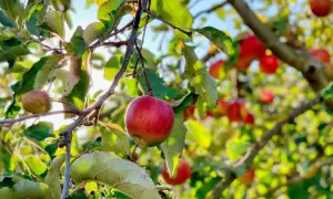 Czerwone jabłka dojrzewają na gałęziach, pokazując naturalne odmiany jabłoni bez oprysków. Słońce przebija się przez liście.