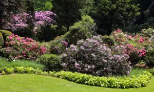 Kwiaty rododendronów w odcieniach różu i fioletu. Zastanawiasz się, co posadzić obok rododendrona? Warto rozważyć hosty o jasnozielonych liściach, które tworzą piękny kontrast.