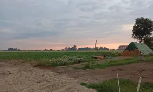 Zachód słońca nad polem kukurydzy. Rolnik myśli o przyszłości i wieku emerytalnym rolników, patrząc na swoje plony.