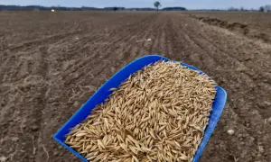 Niebieska łopatka pełna ziarna owsa czeka na rozsypanie na zaoranym polu. Rozpoczyna się nawożenie owsa.