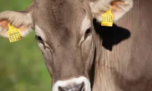 Brązowa krowa z żółtymi kolczykami na uszach, na których widnieją numery identyfikacyjne. Kolczykowanie bydła to standardowa procedura.