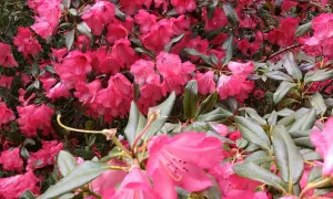 Krzew rododendronu w pełnym rozkwicie, z mnóstwem intensywnie różowych kwiatów. Dowiedz się, jak zaszczepić rododendrona, by cieszyć się jego pięknem.