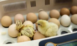 Pisklęta wylęgają się z jaj w inkubatorze. Prawidłowa temperatura inkubacji jaj kurzych jest kluczowa dla ich rozwoju.