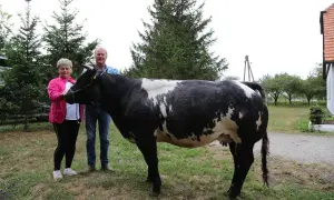 Para dumnych hodowców pozuje z okazałą krową belgijską, dumą ich gospodarstwa.