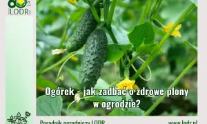 Zdjęcie przedstawia dojrzewające ogórki na łodydze, z żółtymi kwiatami. Tekst informuje o tym, jak dbać o zdrowe plony ogórków w ogrodzie.