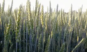 Pole pszenicy jarej w pełnym rozkwicie. Kłosy zielone, wysokie, gotowe do zbioru. Uprawa pszenicy jarej krok po kroku.