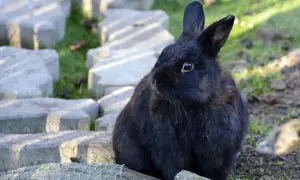 Czarny królik siedzi na kamieniach. Zastanawiasz się, jak długo rośnie królik? Ten maluch jest jeszcze młody.