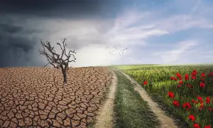 Kontrastujące warunki agroklimatyczne: wyschnięta ziemia z uschniętym drzewem i bujna, zielona łąka z makami.