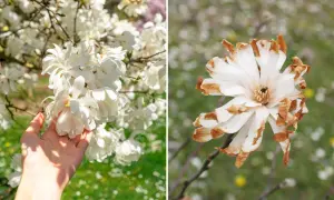 Dwie magnolie: jedna w pełnym rozkwicie, druga z brązowymi końcówkami płatków. Jak długo kwitnie magnolia? Zależy od pogody i odmiany.