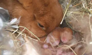 Matka królik czuwa nad swoimi nowo narodzonymi, śpiącymi maluchami w gnieździe. Widać, ile królik jest w ciąży, bo są już małe króliczki.