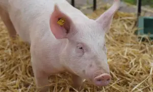 Młoda, różowa świnka z żółtą kolczykiem w uchu, leżąca na słomie. Czy można hodować świnie na własny użytek?