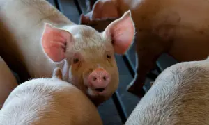Zbliżenie na różową świnię z wielkimi uszami, w tle inne zwierzęta. Widać, że to krycie świni.