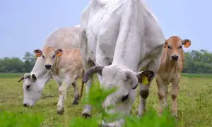 Stado krów rasy piemontese pasące się na zielonej łące. Widać dorosłe zwierzęta i cielęta.