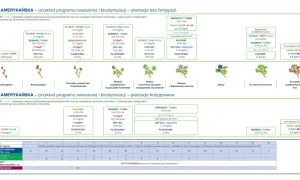 Program nawożenia borówki amerykańskiej. Kiedy zakwaszać borówkę? Schemat pokazuje fazy wzrostu roślin i zalecane zabiegi.