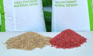 Dwa rodzaje kwalifikowanego materiału siewnego: ziarno pszenicy i zaprawione nasiona.