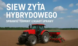 Czerwony traktor z siewnikiem na polu, przygotowuje glebę pod siew żyta hybrydowego. Agrofoto.