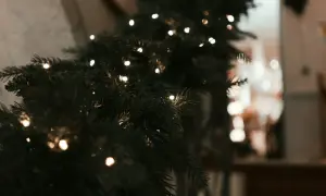 Gałązki choinki z lampkami, inspiracja do tego, jak założyć plantację choinek.