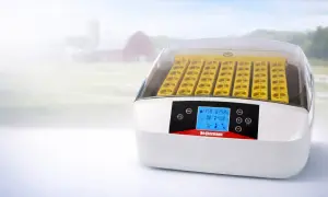 Nowoczesny inkubator z żółtymi przegródkami na jaja. Cyfrowy wyświetlacz pokazuje temperaturę i wilgotność, kluczowe przy pytaniu jak zmniejszyć wilgotność w inkubatorze.