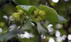 Zielona plantacja orzecha laskowego. Młode orzechy laskowe dojrzewają na gałęziach, otoczone liśćmi.