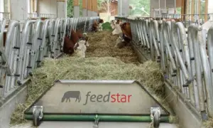 Nowoczesne stanowiska dla byków z systemem Feedstar. Zwierzęta jedzą siano w oborze.