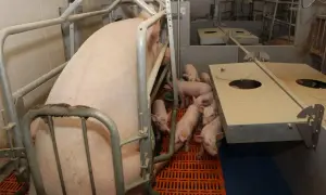 Duża locha z licznym prosiakami w kojcu. Widać fragmenty koryta, które mogą służyć jako przykładowe dawki pokarmowe dla świń.