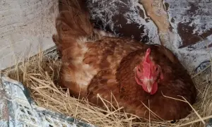 Brązowa kura siedzi w gnieździe wyłożonym słomą, w plastikowej skrzynce. To jej naturalne środowisko, gdzie czeka na wyklucie się piskląt, jakby to była jej własna kiszonka dla kur.