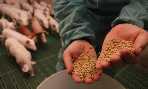 Dwie dłonie trzymają granulowany paszowy granulat, pokazując, czym karmić świnie. W tle widać stadko prosiąt.