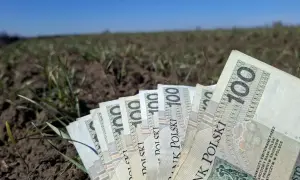 Polskie banknoty 100 zł leżące na ziemi z młodymi pędami roślin.