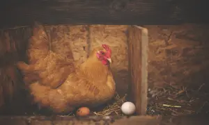 Brązowa kura siedzi w gnieździe z dwoma jajkami.