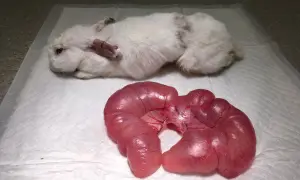 Biały królik leży obok usuniętego jelita. Weterynarz bada, czy królik ma cieczkę, analizując jego stan.