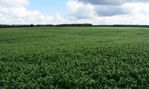 Rozległe pole zielonego **sorgo cukrowe** pod błękitnym niebem z chmurami.