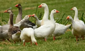 Stado gęsi na zielonej trawie, niektóre białe, inne szare, z pomarańczowymi dziobami.