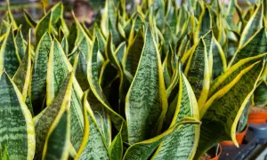 Gęsto posadzone sansevieria odmiany o zielono-żółtych liściach, tworzące bujną, tropikalną dżunglę.