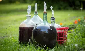 Kilka balonów z ciemnym płynem i rurkami fermentacyjnymi na trawie. To początek drogi, jak zrobić wino półsłodkie.