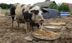 Świnia rasy Pietrain z łatami czarnego i białego futra stoi przy karmidle. W tle widać inne świnie i budynki gospodarcze.
