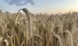 Złote kłosy pszenicy na polu, w tle niebo. Obrazek symbolizuje aktualne ceny pszenicy i jej zbiory.