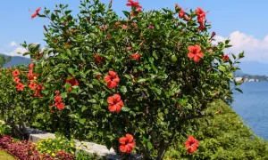 Krzew hibiskusa z licznymi czerwonymi kwiatami, piękne odmiany kwitnące nad jeziorem.